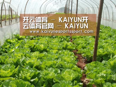 种植基地五